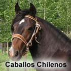 caballos chilenos report